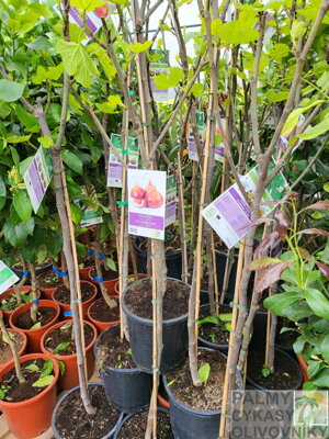 Kaki diospyros 6/8cm 100cm kmeň