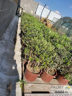 Olivovník európsky olivos arbustivo v.70-100cm