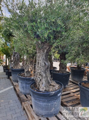 Olivovník európsky Bonsai 80/100