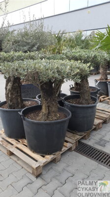 Olivovník európsky Bonsai Disco 40/60