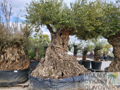 Olivovník európsky Bonsai Lechin v.150-350cm