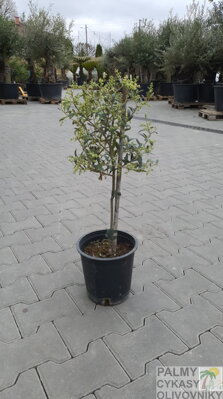 Olivovník európsky 60-70cm