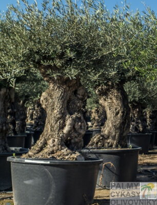 Olivovník európsky Bonsai 200/220