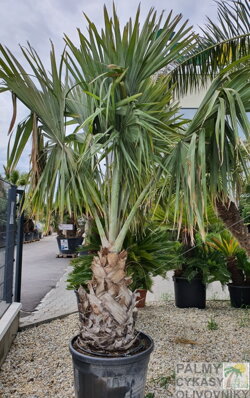 Bismarckia Nobilis výška rastliny 300-350cm