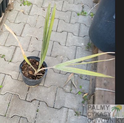 Bismarckia Nobilis výška rastliny 40-60cm 2Lt