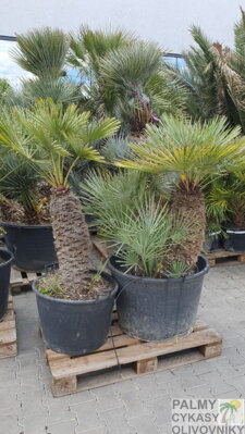 Chamaerops Humilis cerifera výška 140-160cm kmeň 60-80cm