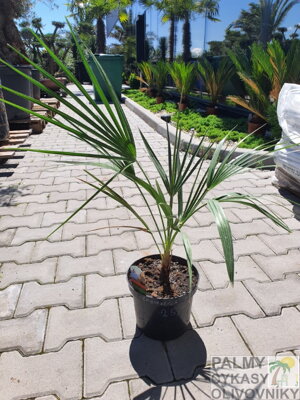 Chamaerops Humilis 70-80cm