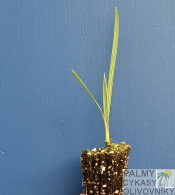 Sabal Minor Cherokee výška 30-40cm