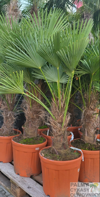Trachycarpus wagnerianus kmeň 30 - 40cm výška celkom 140-160cm