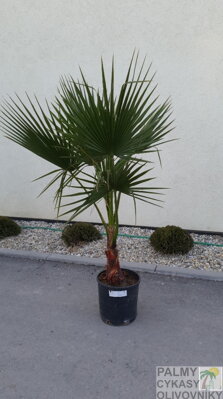Washingtonia Robusta 120-160cm AKCIA ES -KORONA !!!