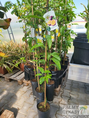 Marakuja výška 80-130cm