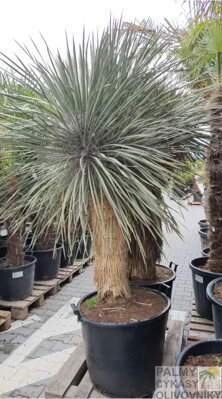 Yucca Elata kmeň 175-200cm 