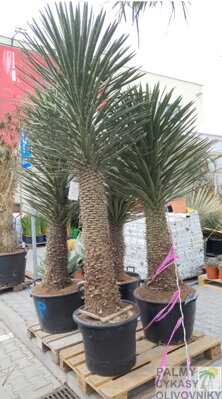 Yucca Filifera 350cm, kmeň 200-225cm