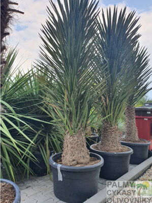 Yucca Filifera - 10ks semien