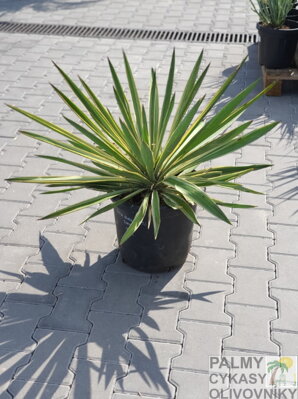 Yucca Gloriosa 60-80cm