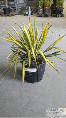Yucca Golden Sword 50-60cm