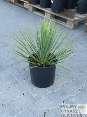 Yucca Rostrata  výška 50-60cm