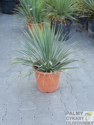 Yucca Rostrata  výška 70-80cm