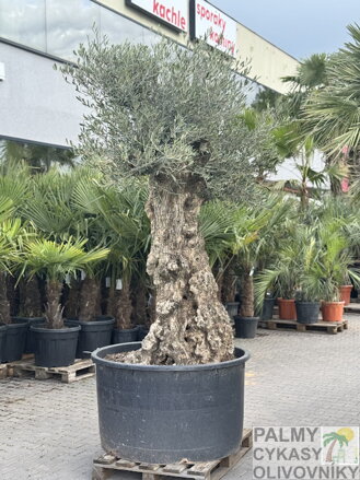 Olivovník európsky Bonsai výška 270-340cm
