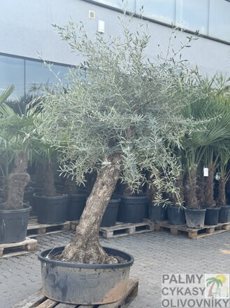 Olivovník európsky Bonsai výška 170-220cm
