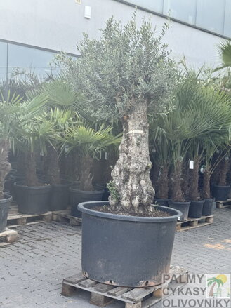Olivovník európsky Bonsai 200-250 cm, kmeň 80/100 cm