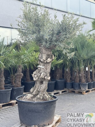 Olivovník európsky Bonsai výška200-250cm