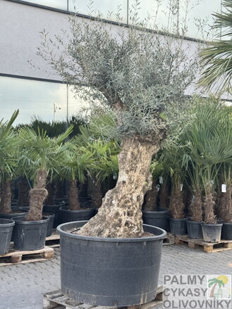 Olivovník európsky Bonsai výška 200-250cm