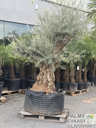 Olivovník európsky Bonsai výška 200-250cm