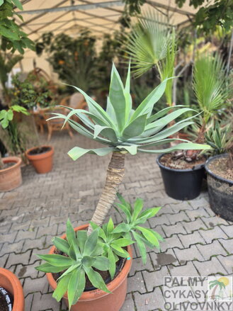 Agave Attenuata 140-150cm