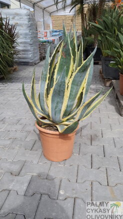 Agave Americana Variegata 100 cm