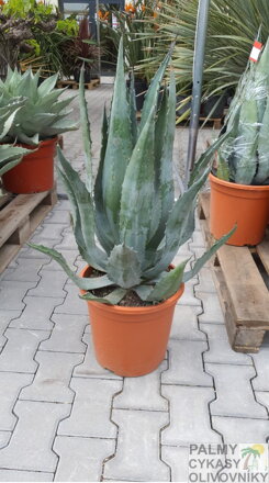 Agave Americana 100 cm