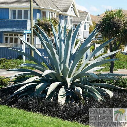 Agave Americana 10 semien