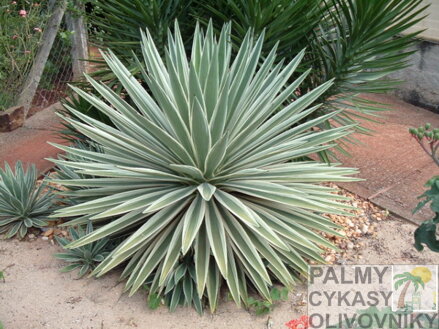 AGAVE ANGUSTIFOLIA MARGINATA