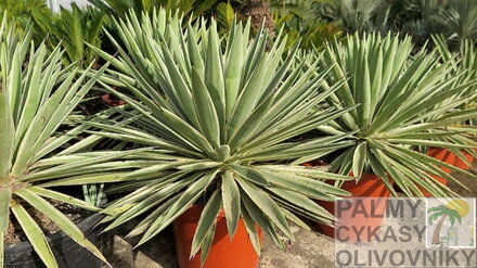 AGAVE ANGUSTIFOLIA MARGINATA