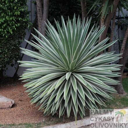 AGAVE ANGUSTIFOLIA MARGINATA