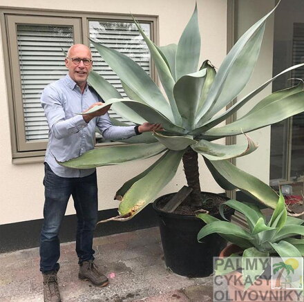 AGAVE ATENUATA