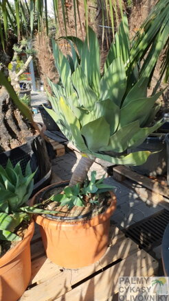 AGAVE ATENUATA