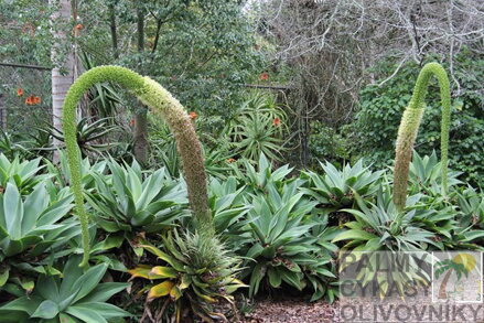 AGAVE ATENUATA