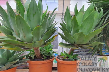 Agave Attenuata 140-150cm