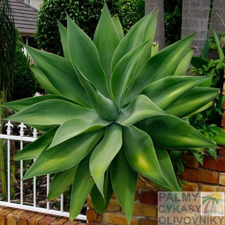 Agave Attenuata 10 semien