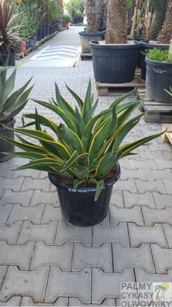 Agave Desmettiana Variegata 80cm