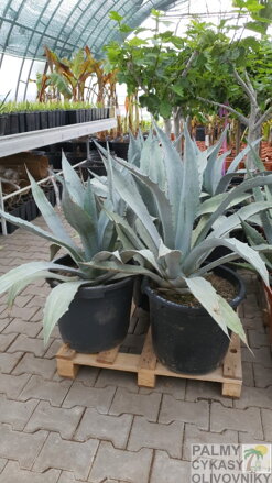 Agave Fourcroydes Franzosinii 100 cm