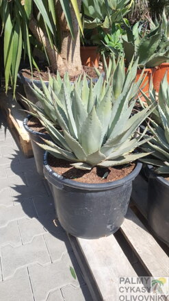 Agave Havardiana 60cm