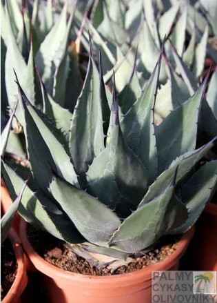 AGAVE HAVARDIANA