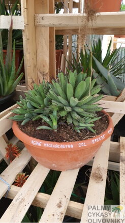 Agave Macroacantha miska 40cm