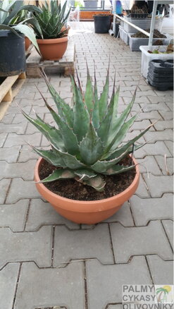 Agave Montana miska 40cm