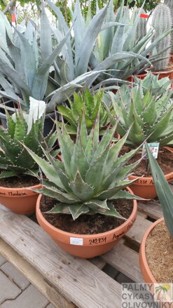 AGAVE MONTANA