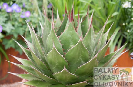 AGAVE MONTANA