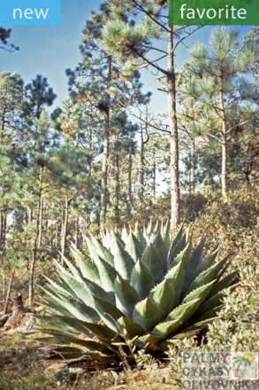 AGAVE MONTANA