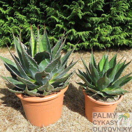 AGAVE MONTANA